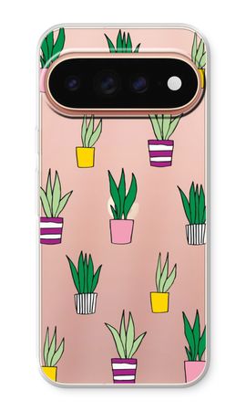 Sanseveria