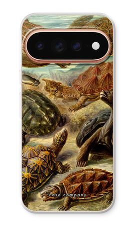 Haeckel Chelonia