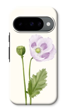 Purple poppy