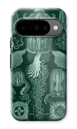 Haeckel Cubomedusae