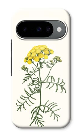 Tansy