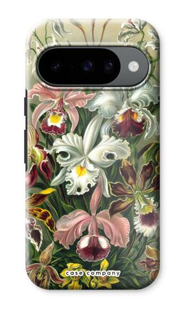 Haeckel Orchidae