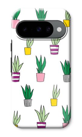 Sanseveria