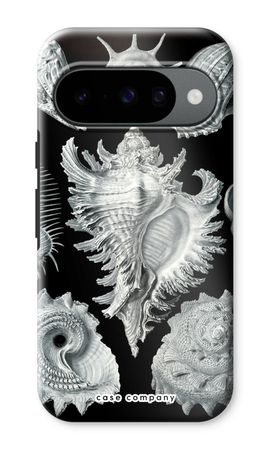 Haeckel Prosobranchia