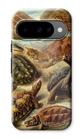 Haeckel Chelonia