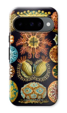 Haeckel Ascidiae