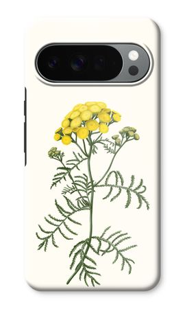 Tansy