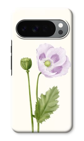Purple poppy