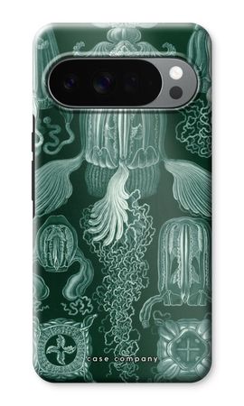 Haeckel Cubomedusae