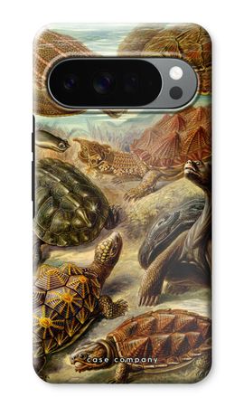Haeckel Chelonia
