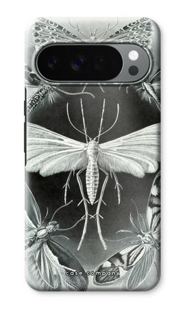 Haeckel Tineida
