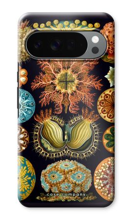 Haeckel Ascidiae
