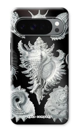 Haeckel Prosobranchia