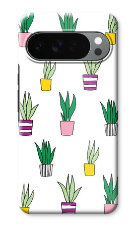 Sanseveria