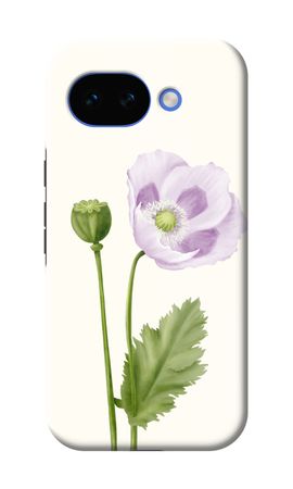 Purple poppy