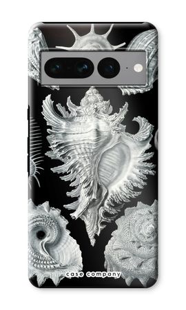 Haeckel Prosobranchia