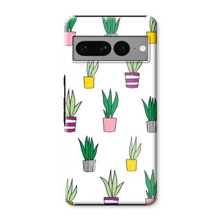 Sanseveria