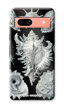 Haeckel Prosobranchia