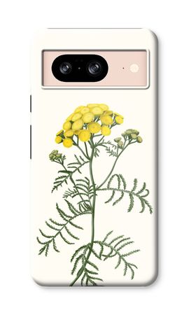 Tansy