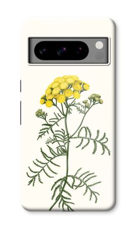 Tansy