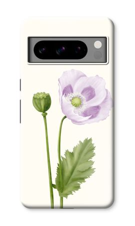 Purple poppy