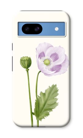 Purple poppy