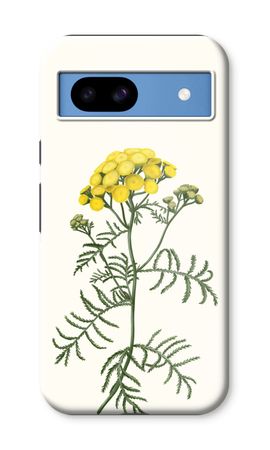 Tansy