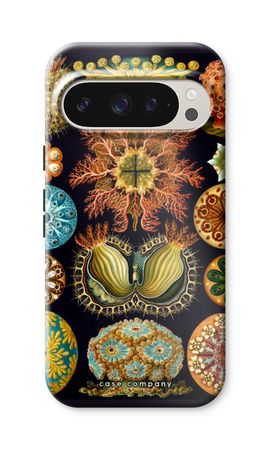 Haeckel Ascidiae