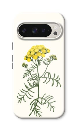Tansy