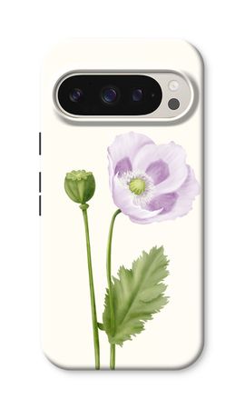 Purple poppy