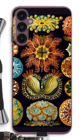 Haeckel Ascidiae