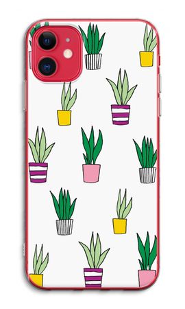 Sanseveria