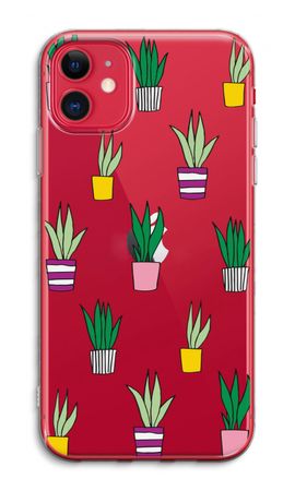 Sanseveria