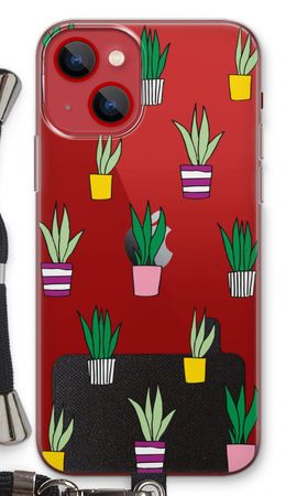 Sanseveria