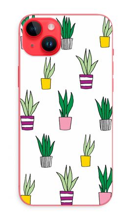 Sanseveria