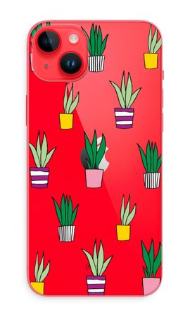 Sanseveria