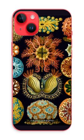 Haeckel Ascidiae