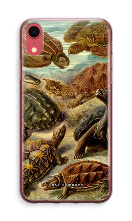 Haeckel Chelonia
