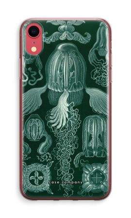 Haeckel Cubomedusae