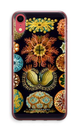 Haeckel Ascidiae