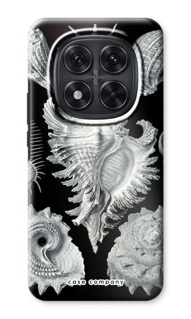 Haeckel Prosobranchia