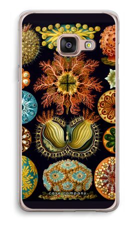 Haeckel Ascidiae