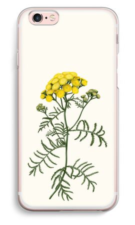 Tansy