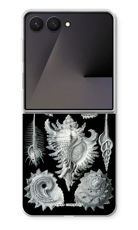 Haeckel Prosobranchia