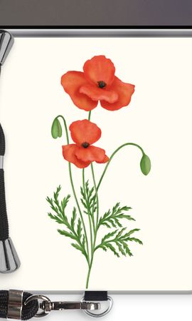 Red poppy
