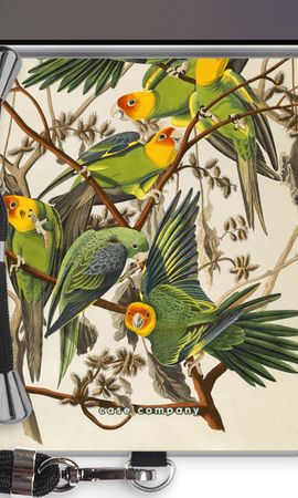 Carolina Parrot