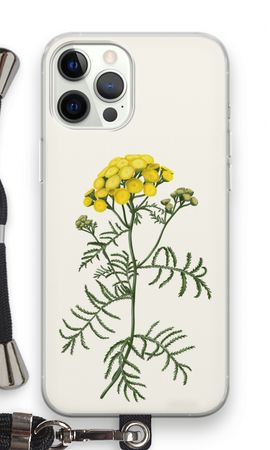 Tansy