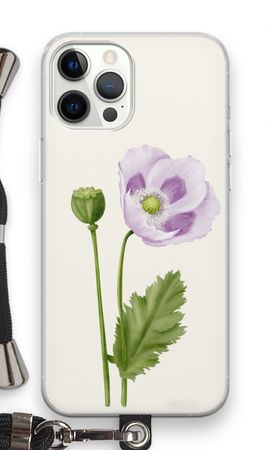 Purple poppy