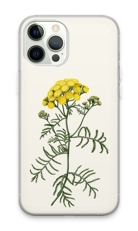 Tansy