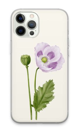Purple poppy
